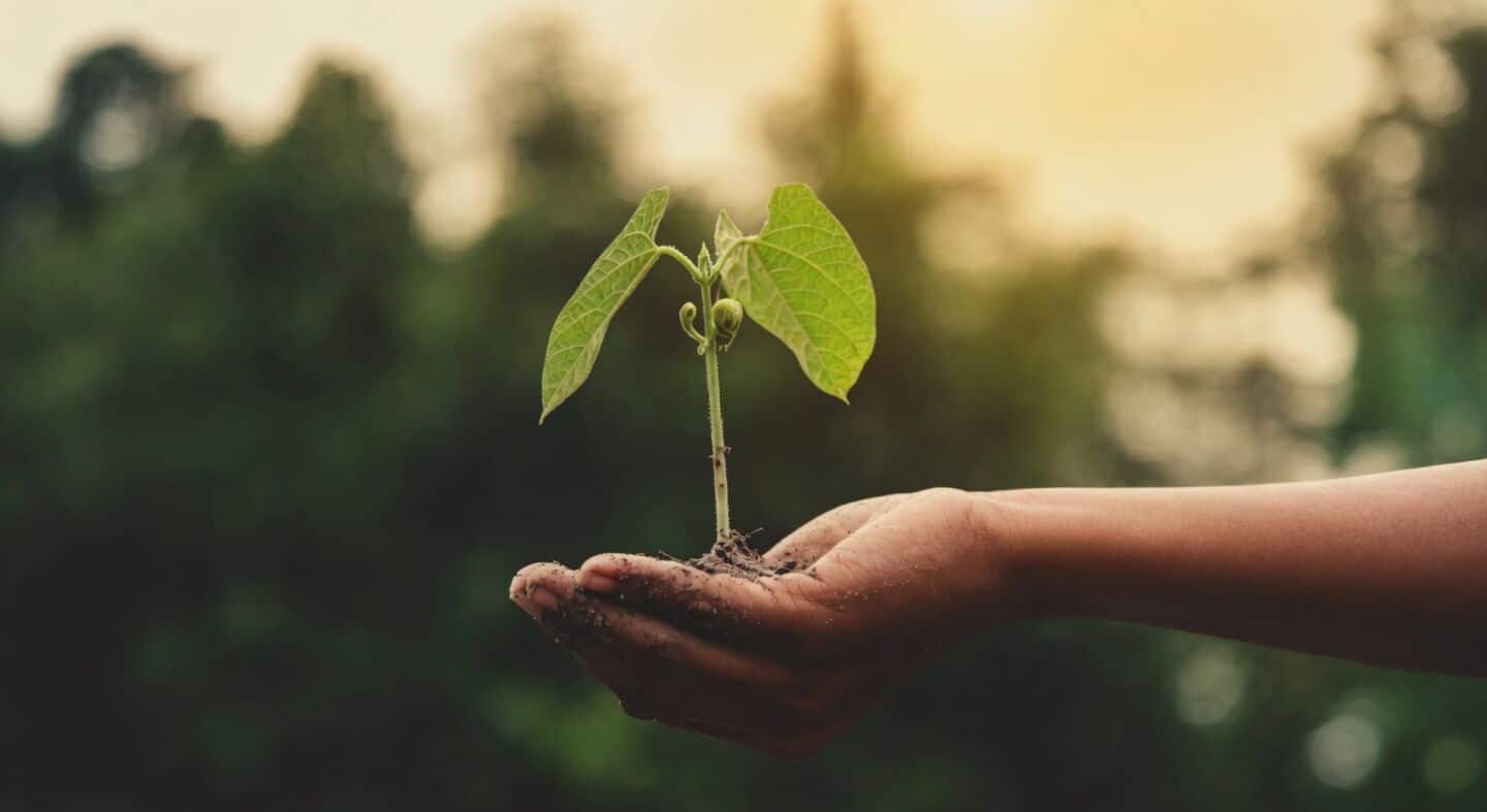 Uttar Pradesh plans to plant 35cr saplings in July 2026