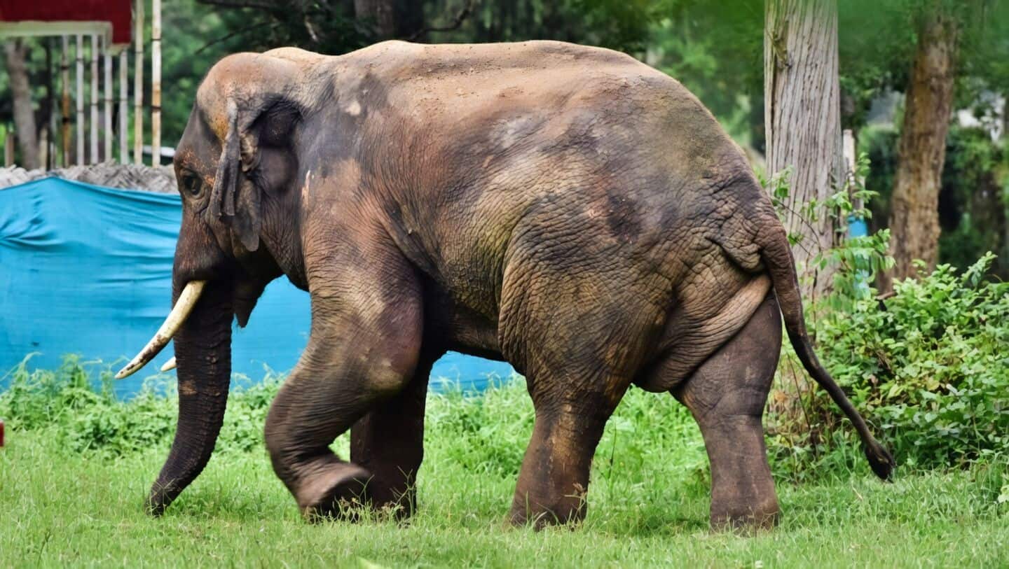 Two villagers killed in separate elephant attacks in Chhattisgarh's Raigarh