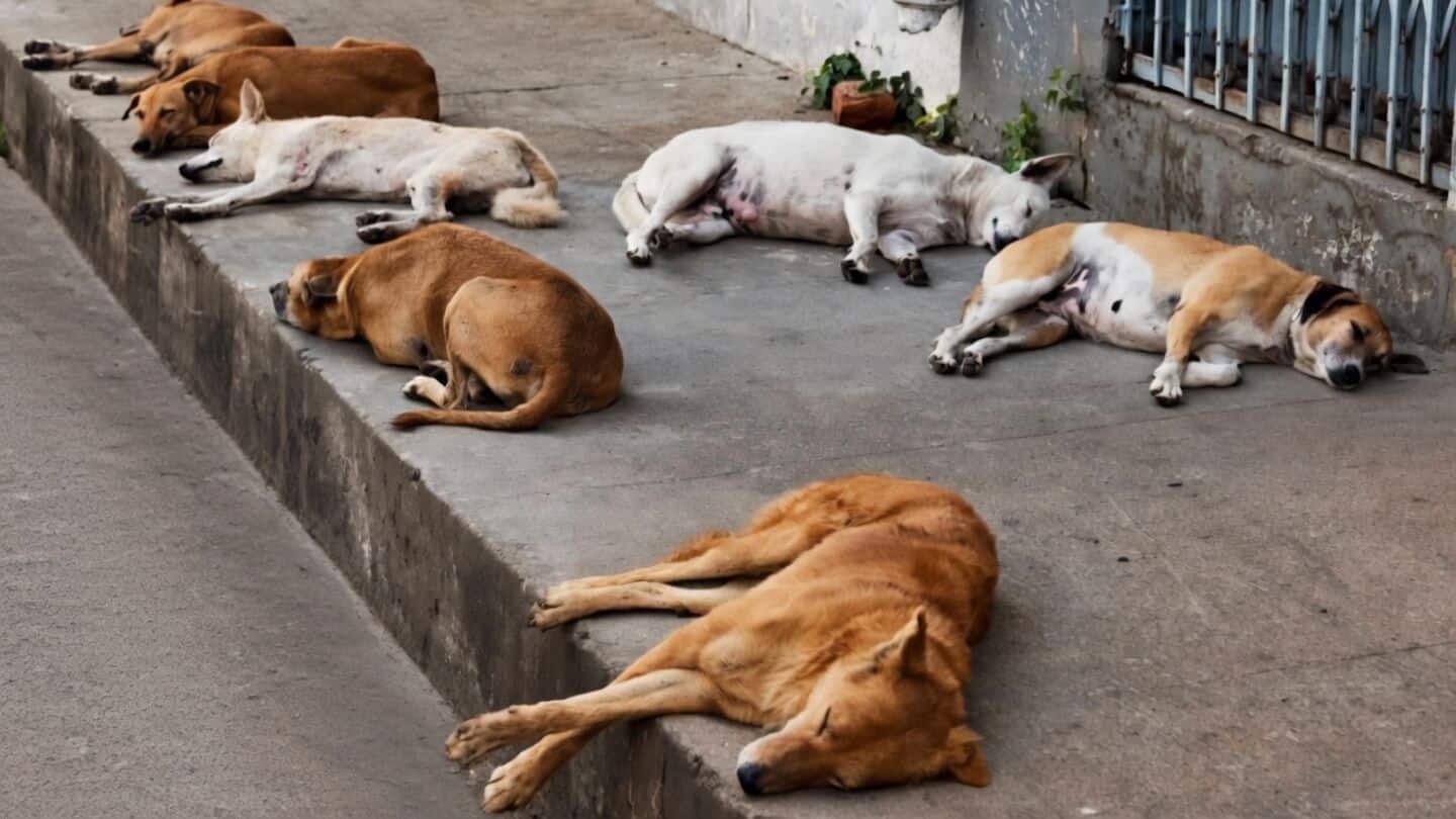 Maharashtra bans releasing sterilized stray dogs near schools hospitals airports