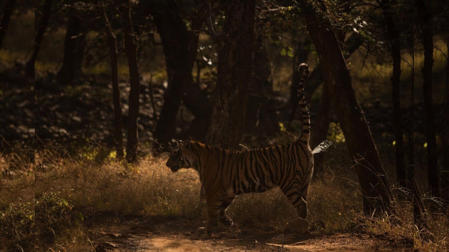 NCBS scientists develop noninvasive urine feces method for tigers, leopards