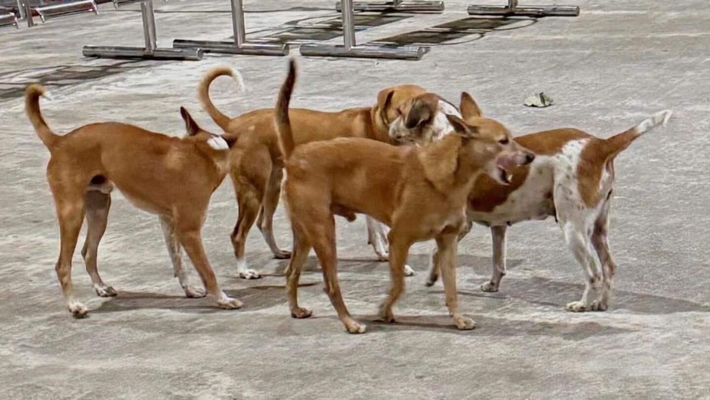Tamil Nadu reports 263,000 dog bites, 17 rabies deaths Jan-Apr