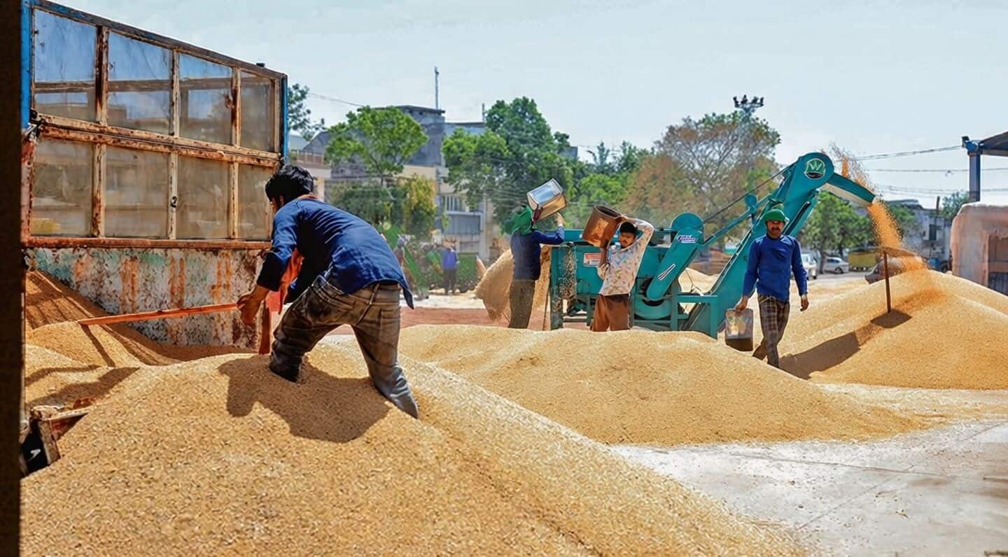 Punjab halts wheat procurement after moisture rises to 22%