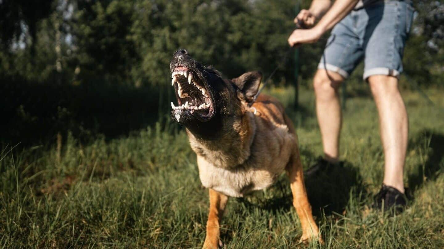 Odisha: National-level athlete, man die after rabies-infected dog bites