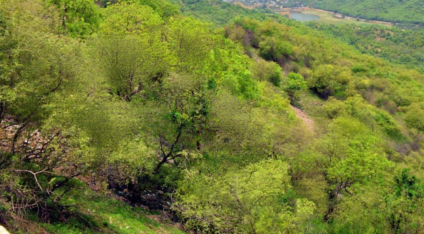 Study: Delhi JNU forests trap 346.9t CO2e worth over ₹4L