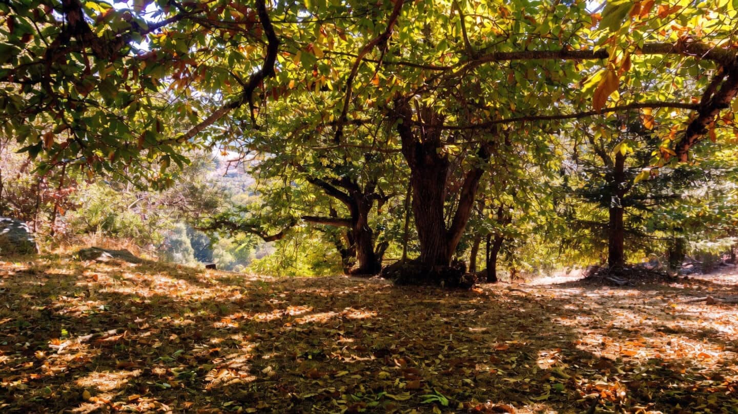 Monarch Compute Campus threatens 200 chestnut trees in West Virginia