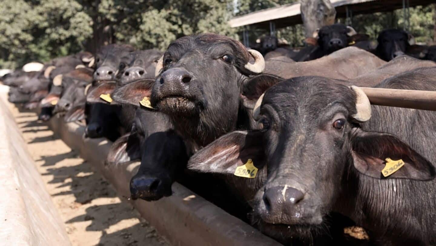 Rabies scare in Gujarat village after buffalo shows symptoms