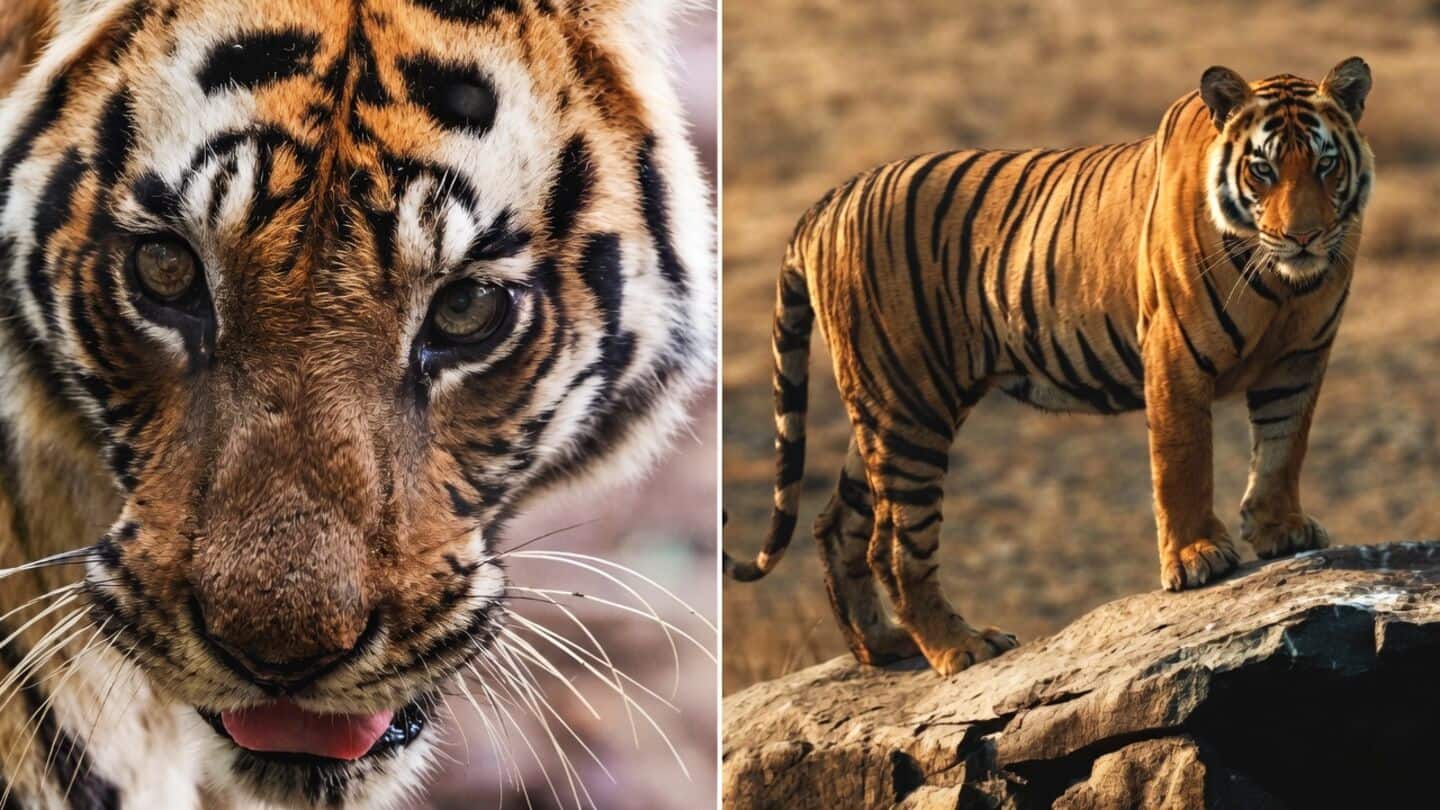 Bandhavgarh tigress Dotty dies aged about 14 from natural causes