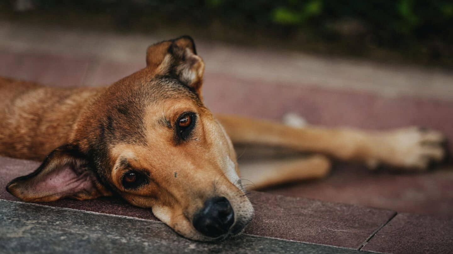 Delhi High Court orders stray dog vaccination and sterilization camps