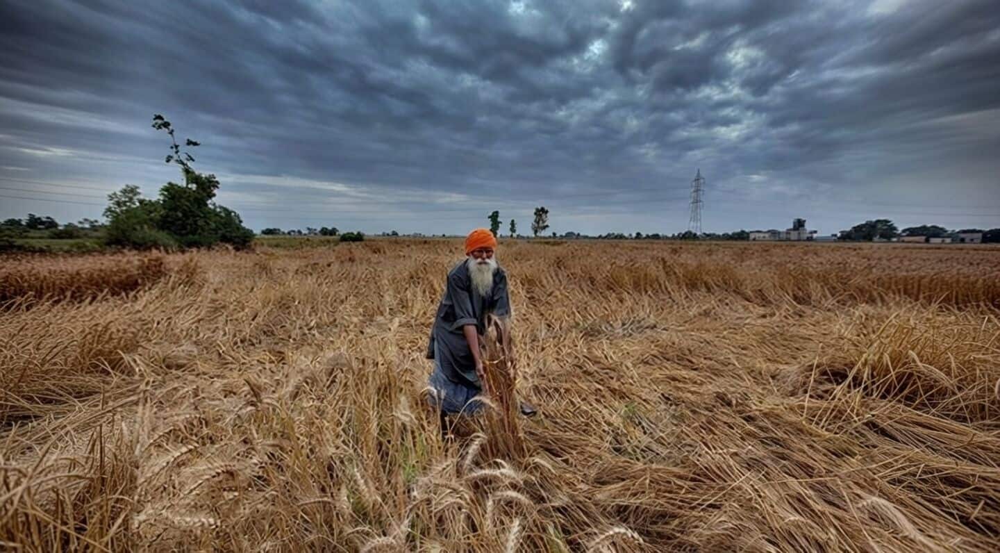Punjab unveils ₹123.28cr aid for hailstorm-wrecked farmers across 7 districts
