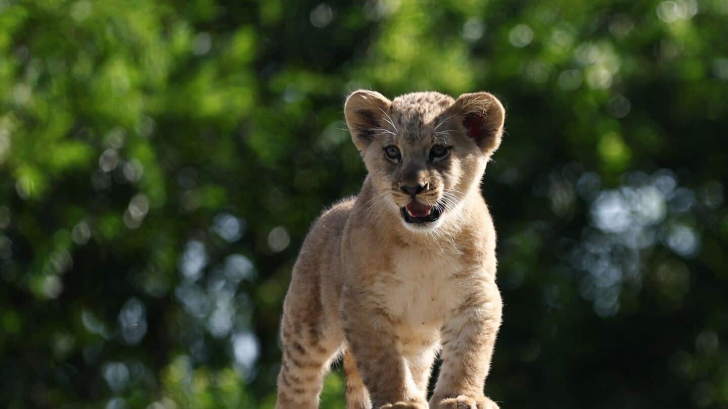 Asiatic lion cub found dead in Gujarat's Junagadh, suspect missing