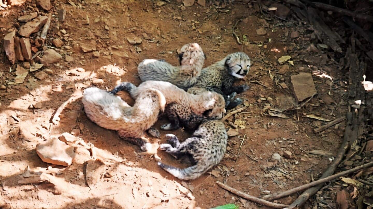 Madhya Pradesh seeks approval for cheetah-tiger coexistence at VDTR