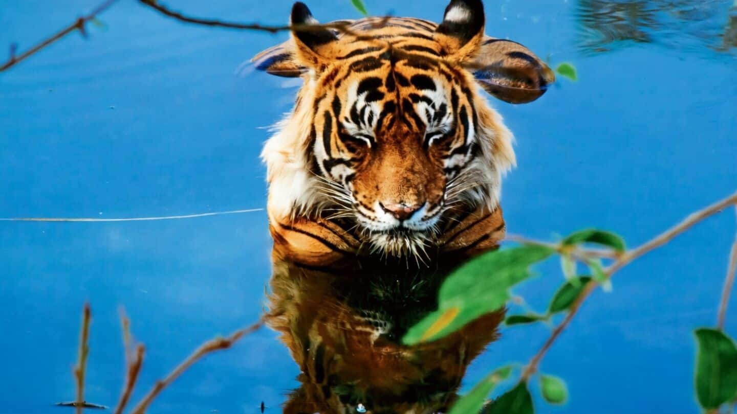 Two women killed in tiger attacks in Seoni, Madhya Pradesh