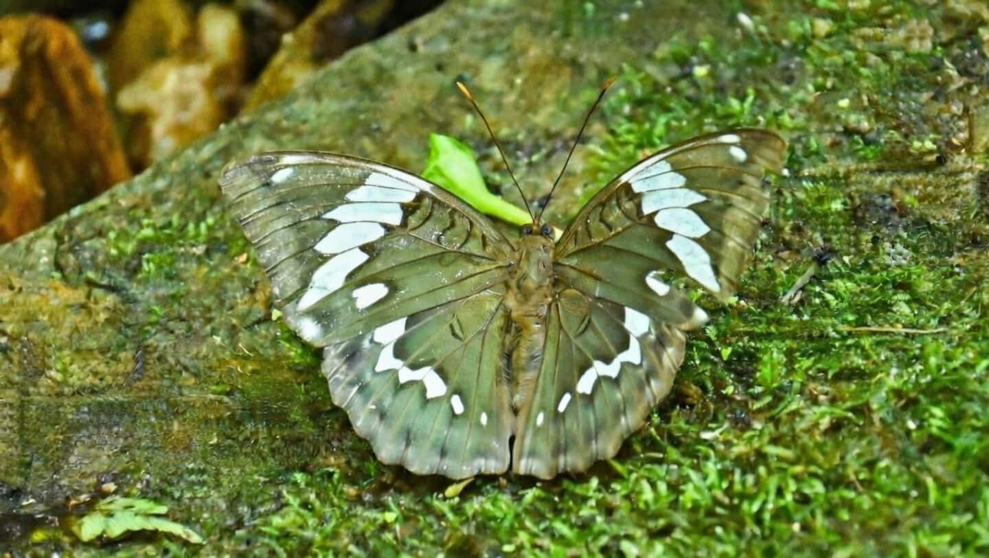 New butterfly species named after late Assamese singer Zubeen Garg