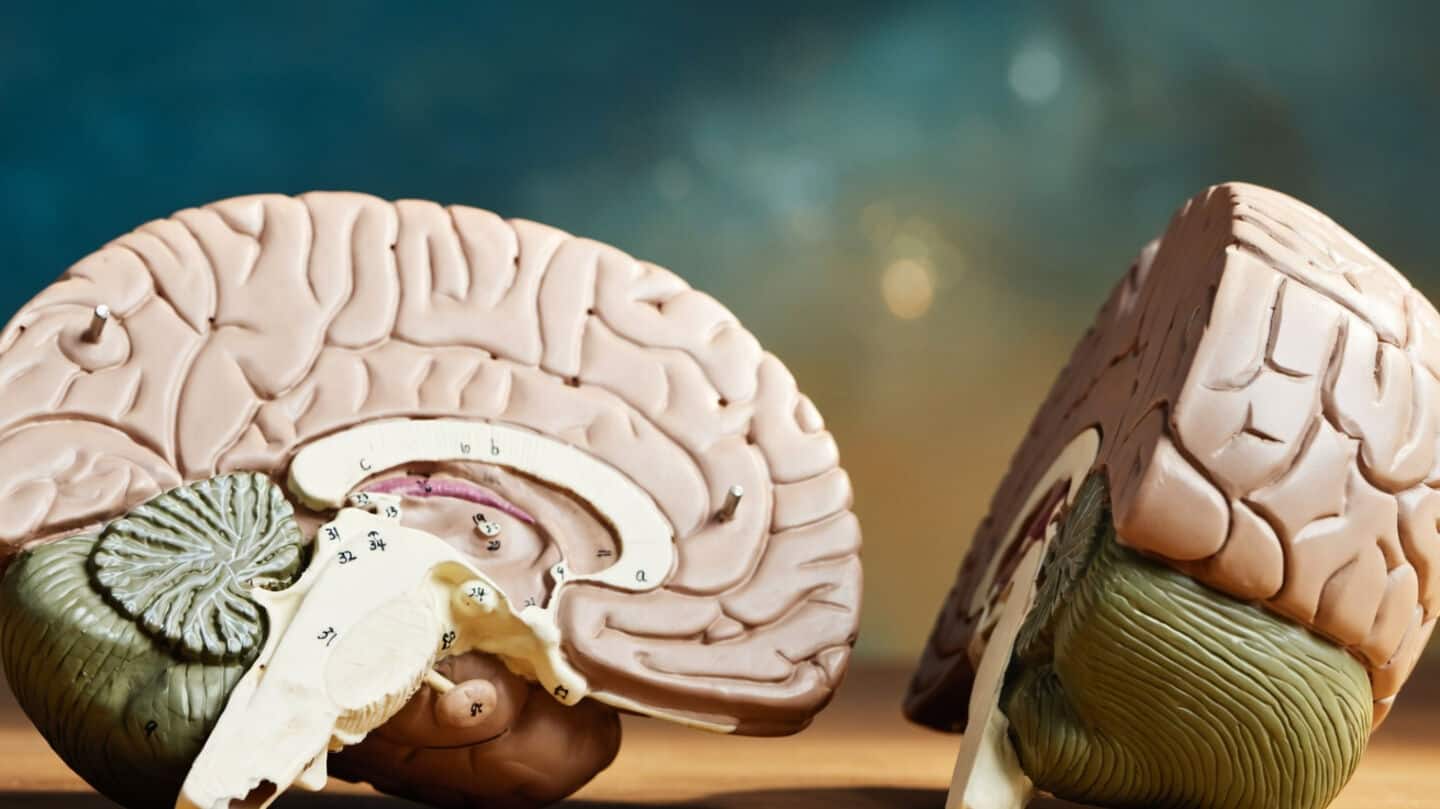 स्टैनफोर्ड के वैज्ञानिकों ने दिमाग 2 हिस्सों में बंटा होने का किया दावा