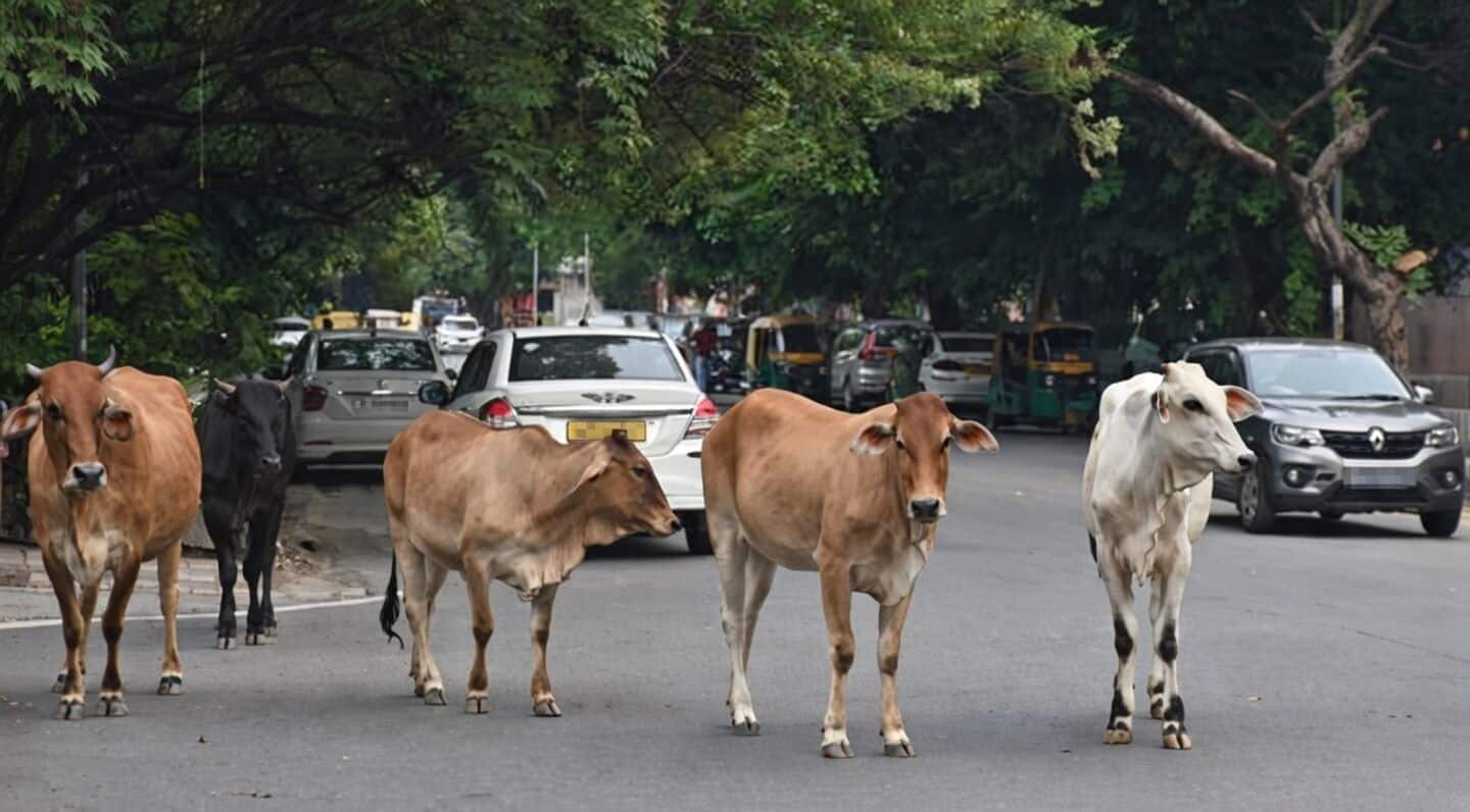 Delhi allocates ₹20.26cr to boost cow welfare across the city
