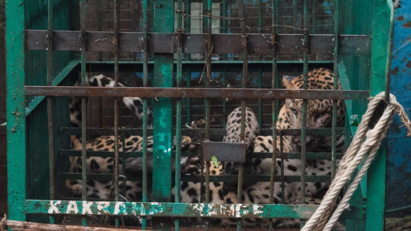 Forest officials capture leopard that killed Ram Singh in Mahboobnagar