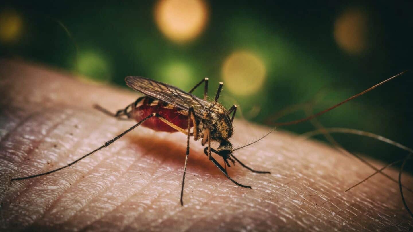 Rockefeller University links skin carboxylic acids to disease-spreading mosquitoes
