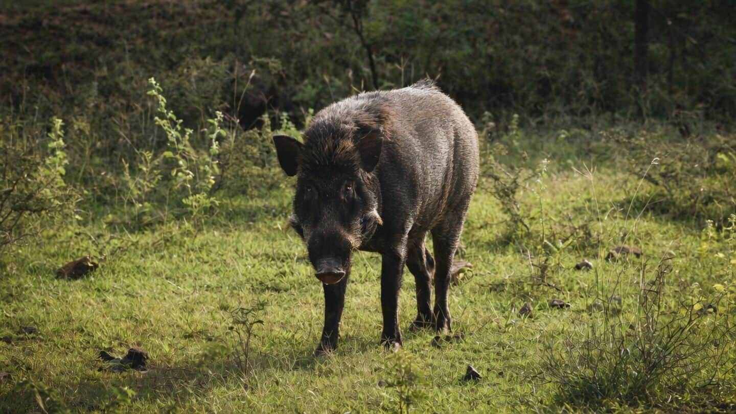 Kerala allows wild boar shooters statewide after attack spike