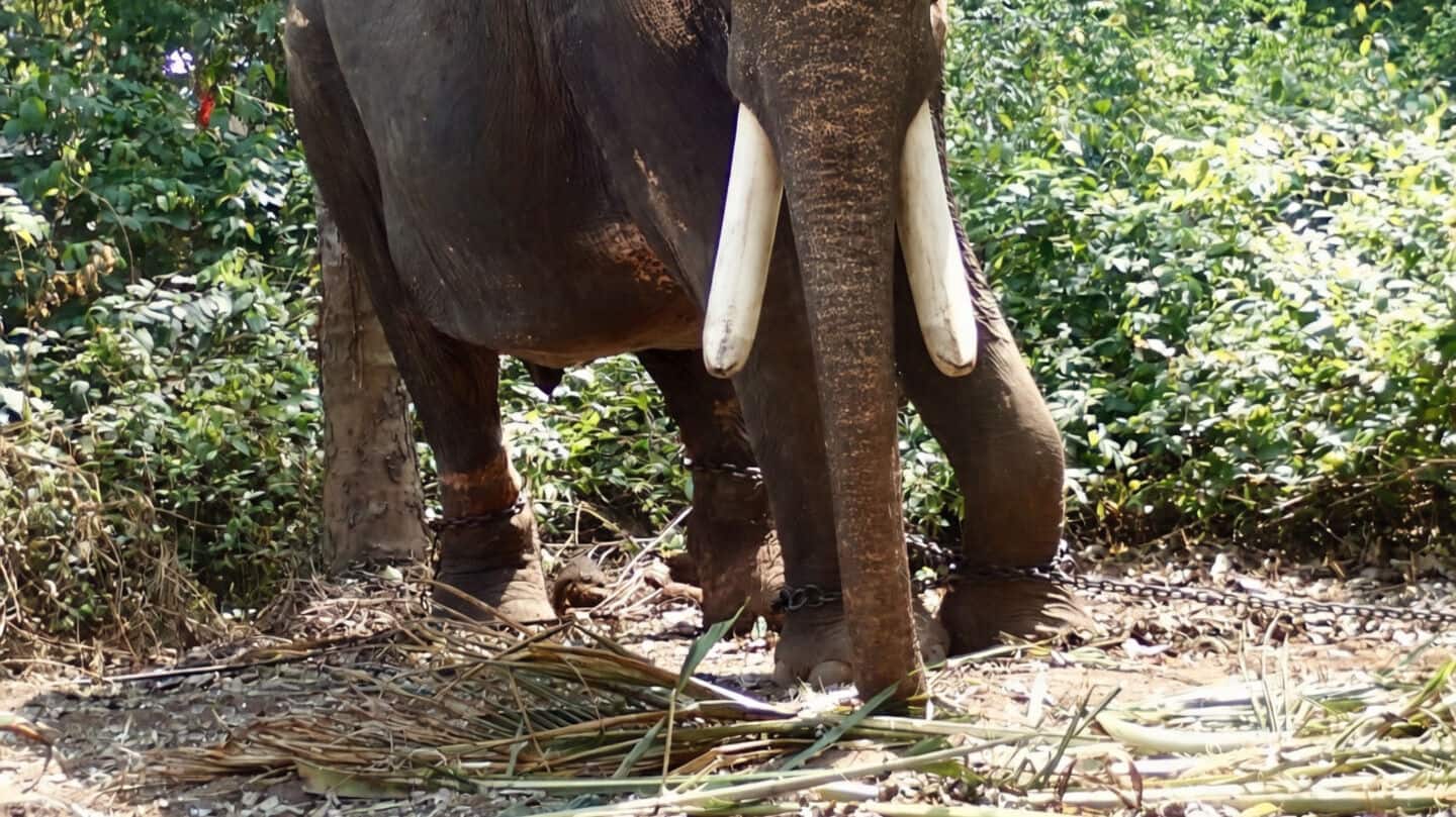 UP: 80-year-old woman killed by wild elephant near sanctuary