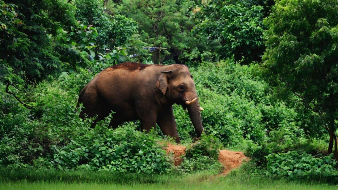 Wild elephant allegedly tramples 80-year-old Rajamma to death in Kollam