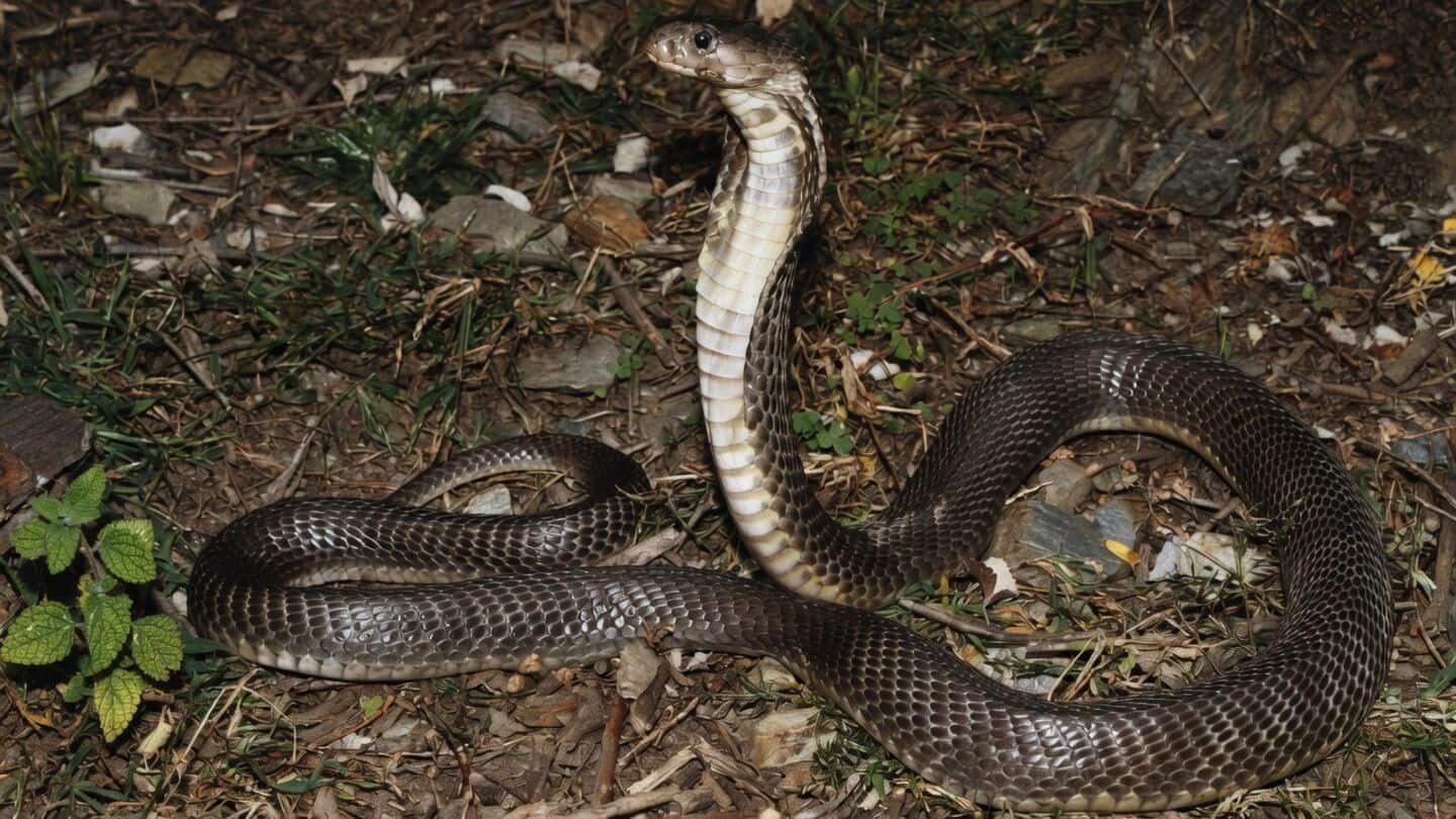 Researchers confirm 2 Caspian cobra deaths, 1st recorded in India