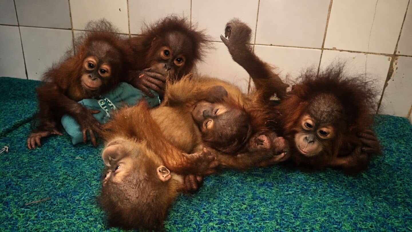 Five baby orangutans rescued in Balasore, quarantined at Nandankanan Zoo