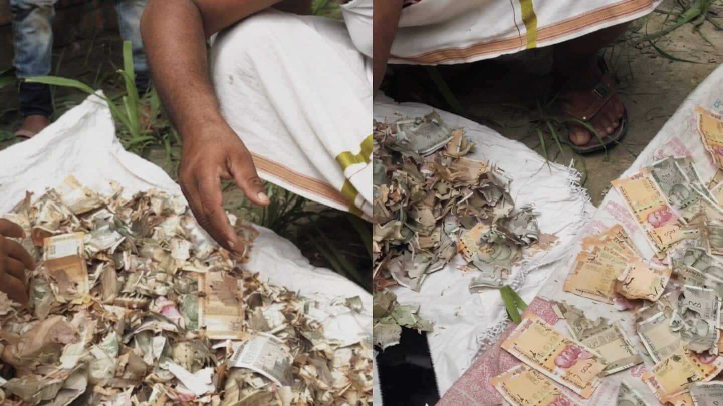 Gonda woman's nearly ₹12L savings chewed by rats in trunk