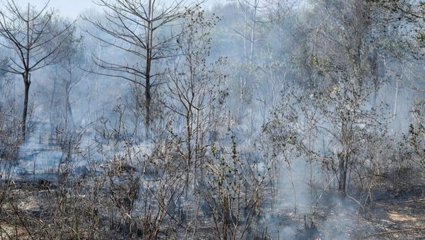 Mumbai's forest fires are a growing concern: Here's why