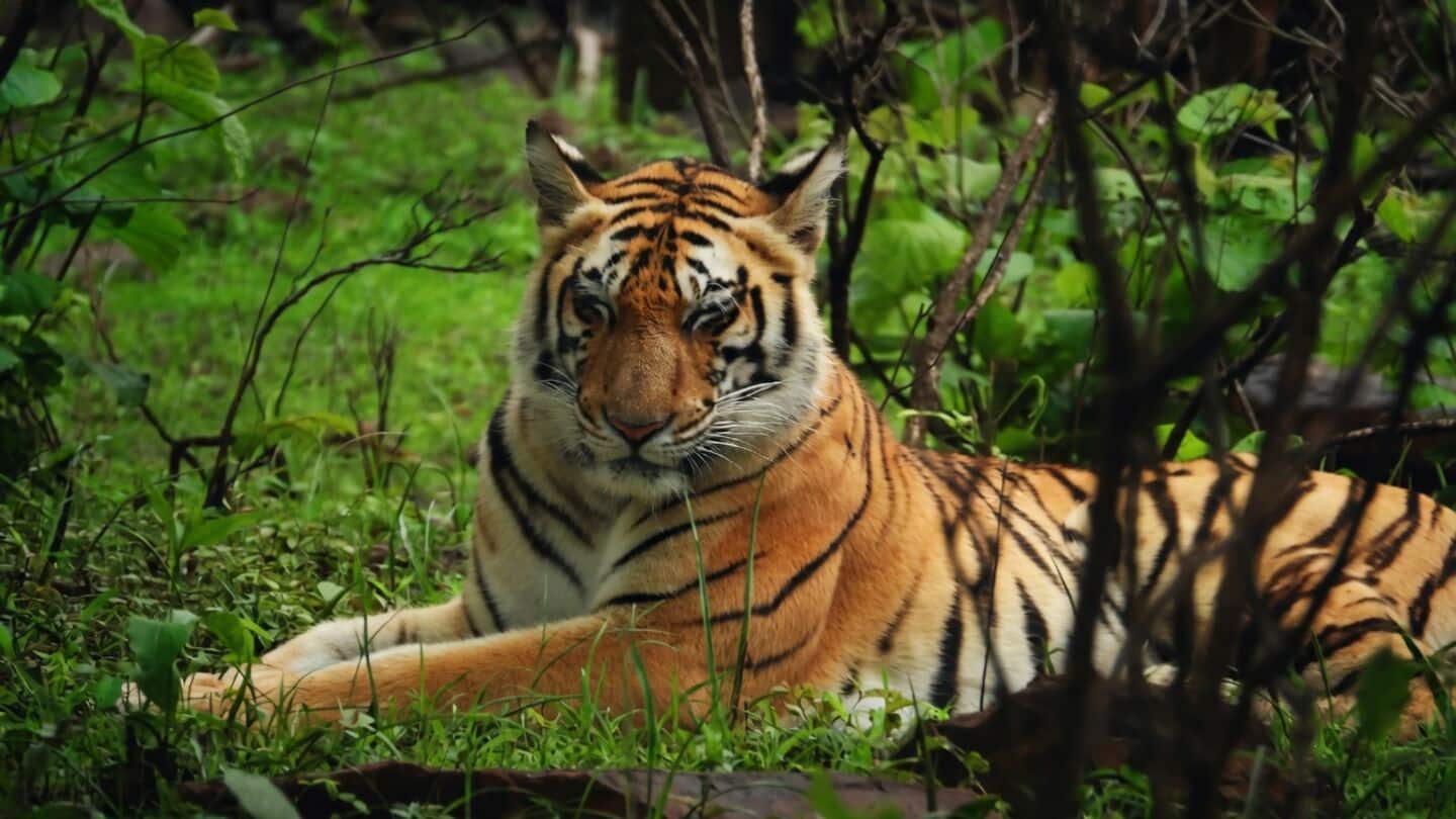Human-wildlife conflict kills 50 people, over 45 tigers in MP