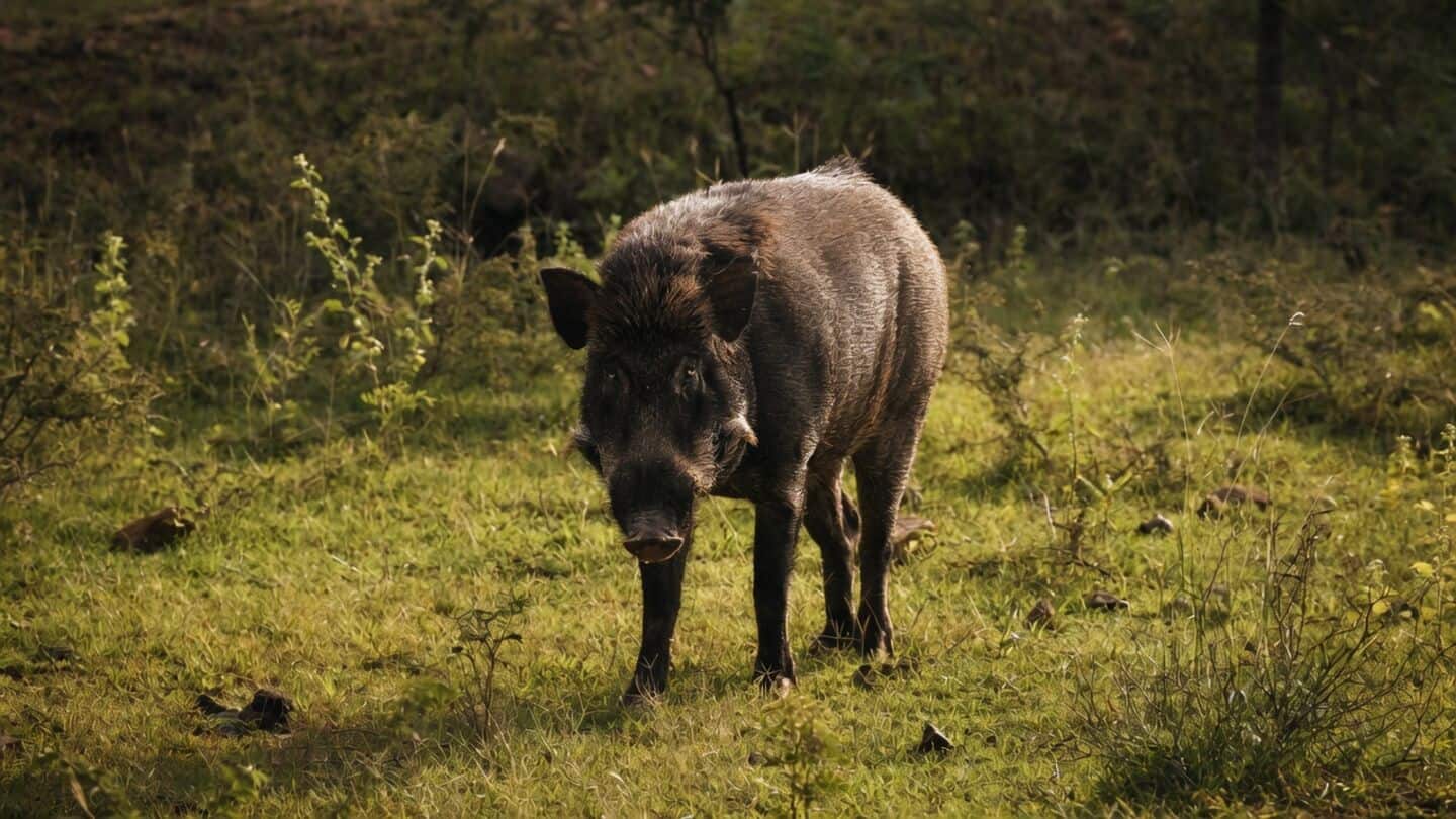Wild boar attack in Malappuram kills P.K. Fathima, injures 3