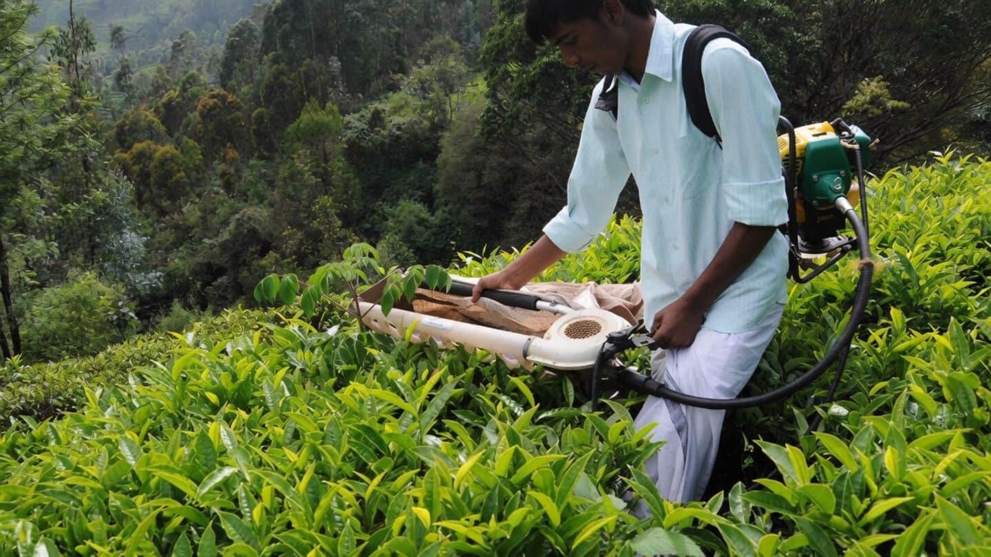 Kochi tea auctions see price rise ahead of Onam holidays