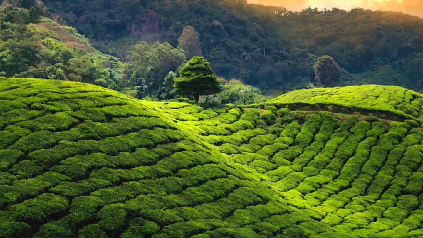 Tea Board launches CHAAYANKAN to monitor tea plantations using AI