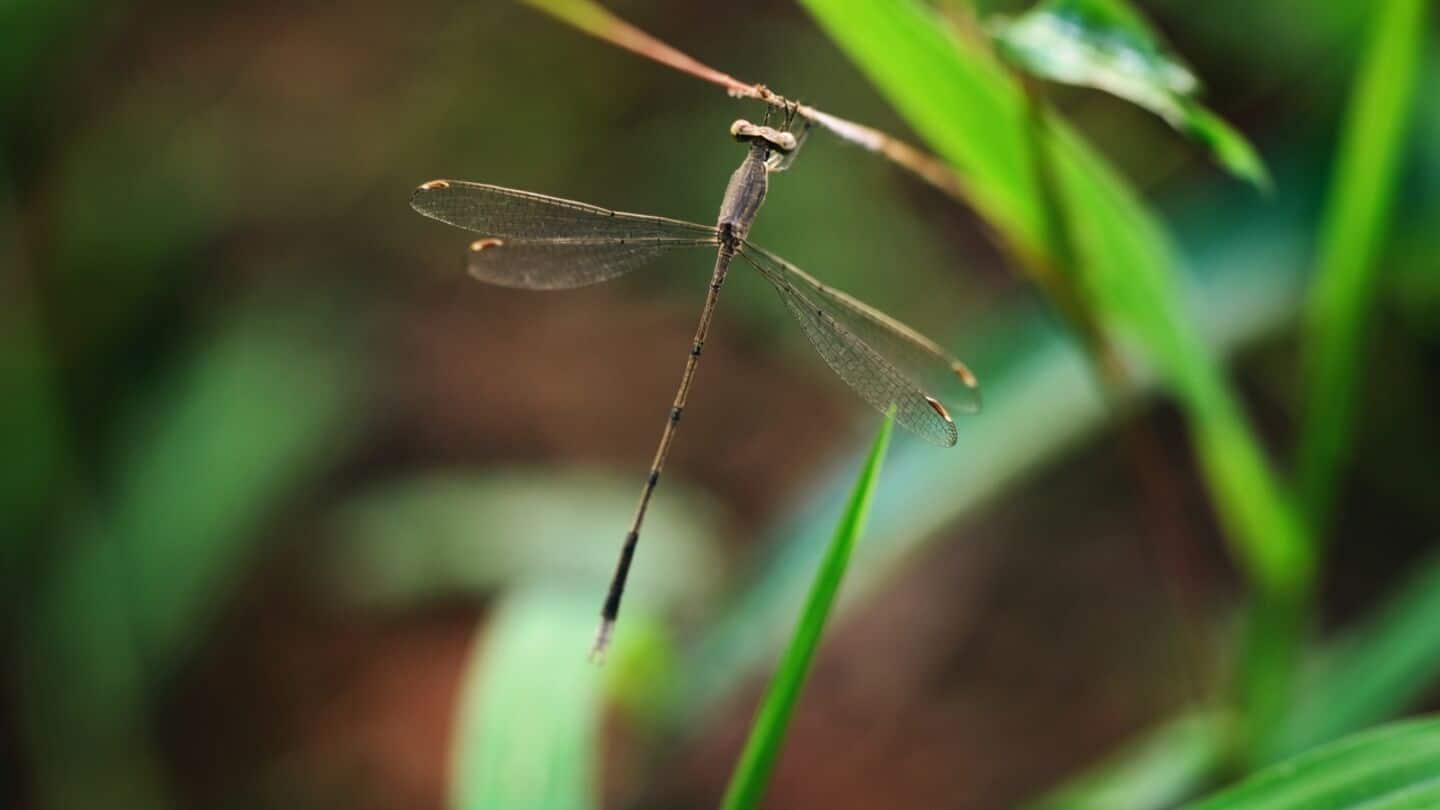 Lestes paloti found in Kerala 1st Indian Lestes since 1987