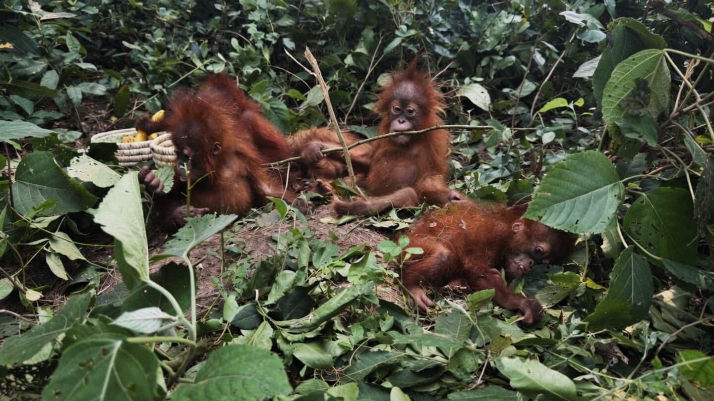 Five orangutans found in Balasore district spark trafficking concerns