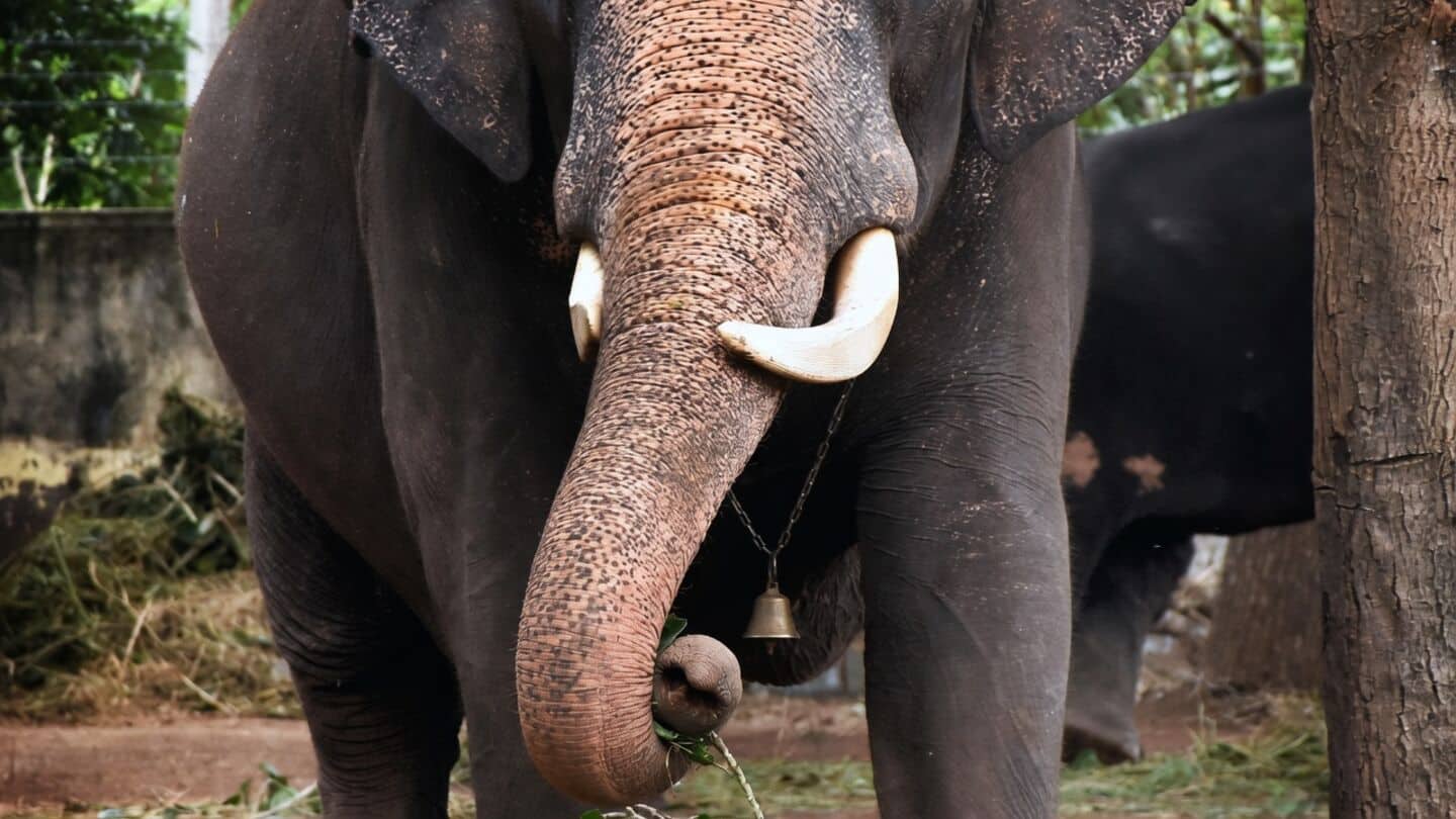 Mysuru Dasara lead elephant Abhimanyu retires after turning 60