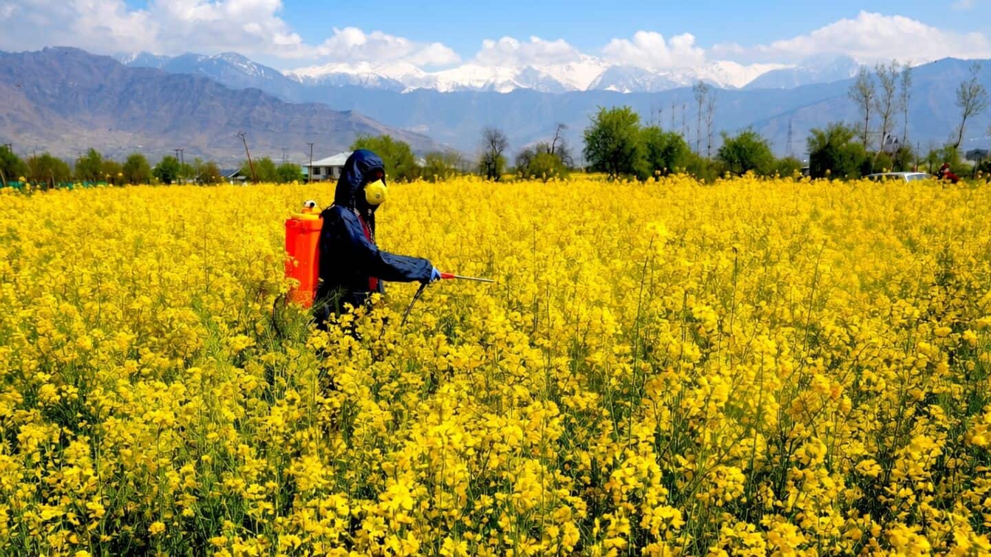 India's agriculture ministry to decide paraquat ban on crops