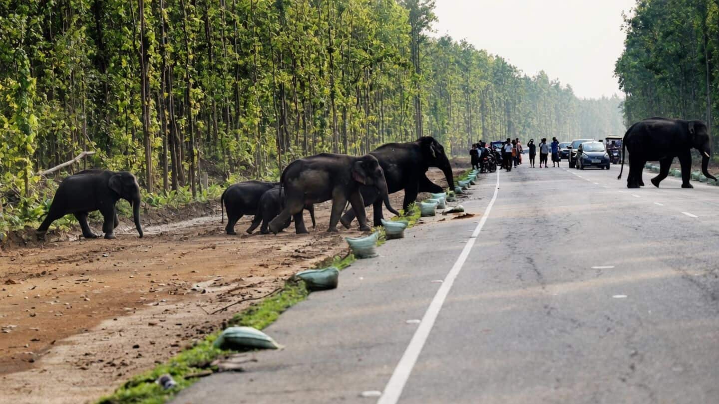 Assam reports 3 more elephant attack deaths, 6 this fortnight