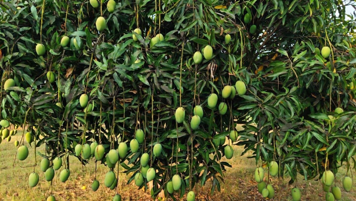 Karnataka mango harvest falls from 1.5 million to 1 million tons