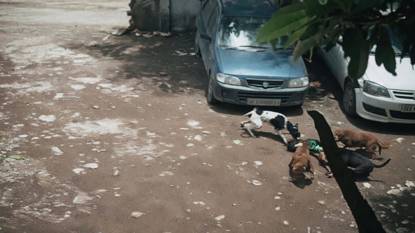 CCTV captures 7 stray dogs biting 4-year-old in Pimpri-Chinchwad Pune