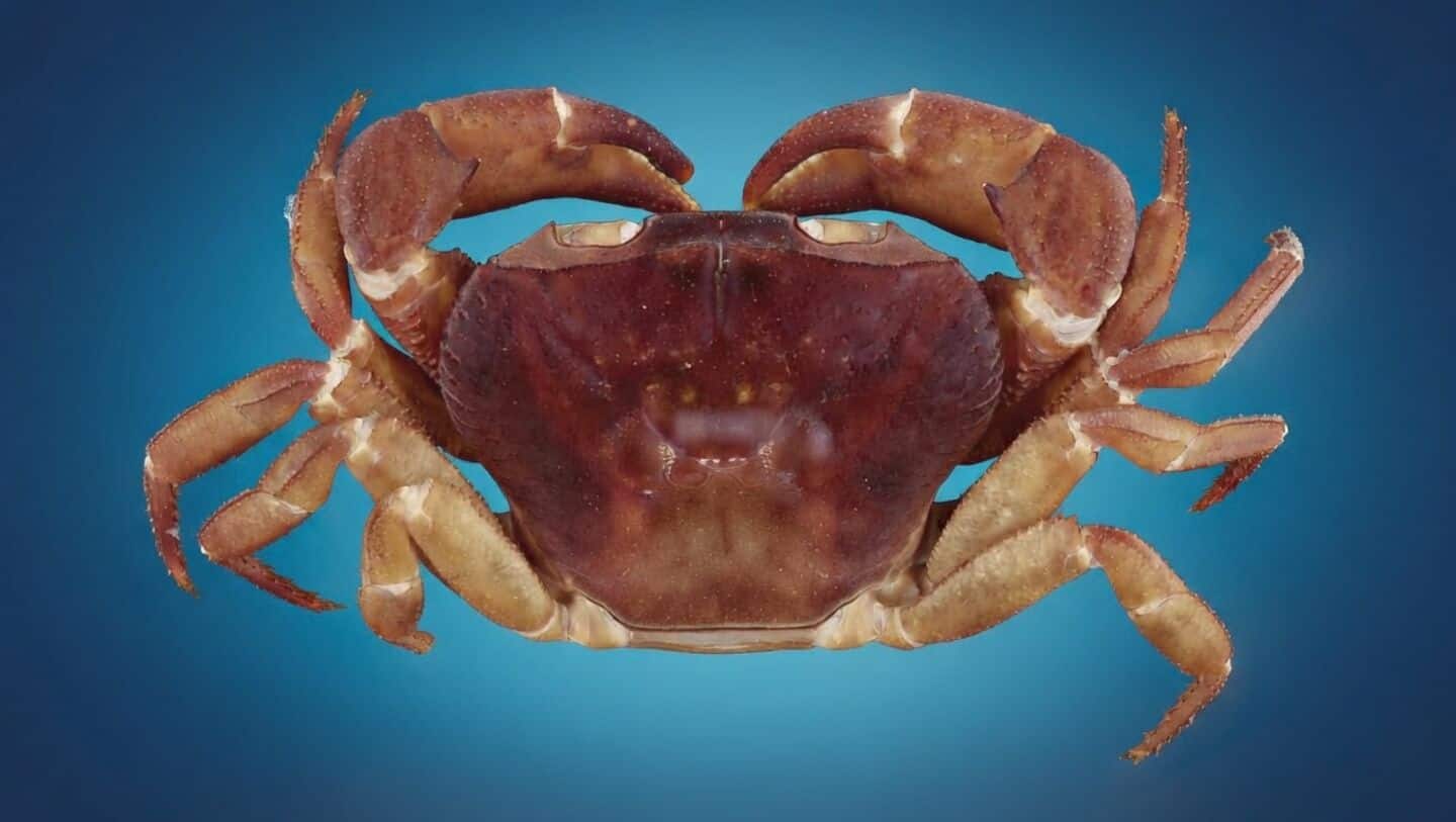 Kerala scientists discover rare crab that's half male, half female