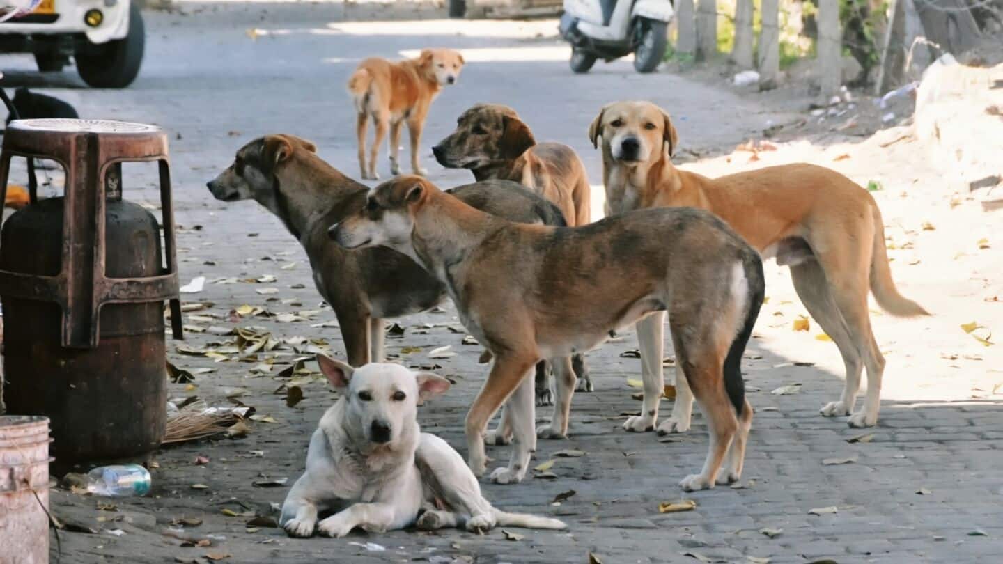 Delhi High Court orders update on city stray dog situation