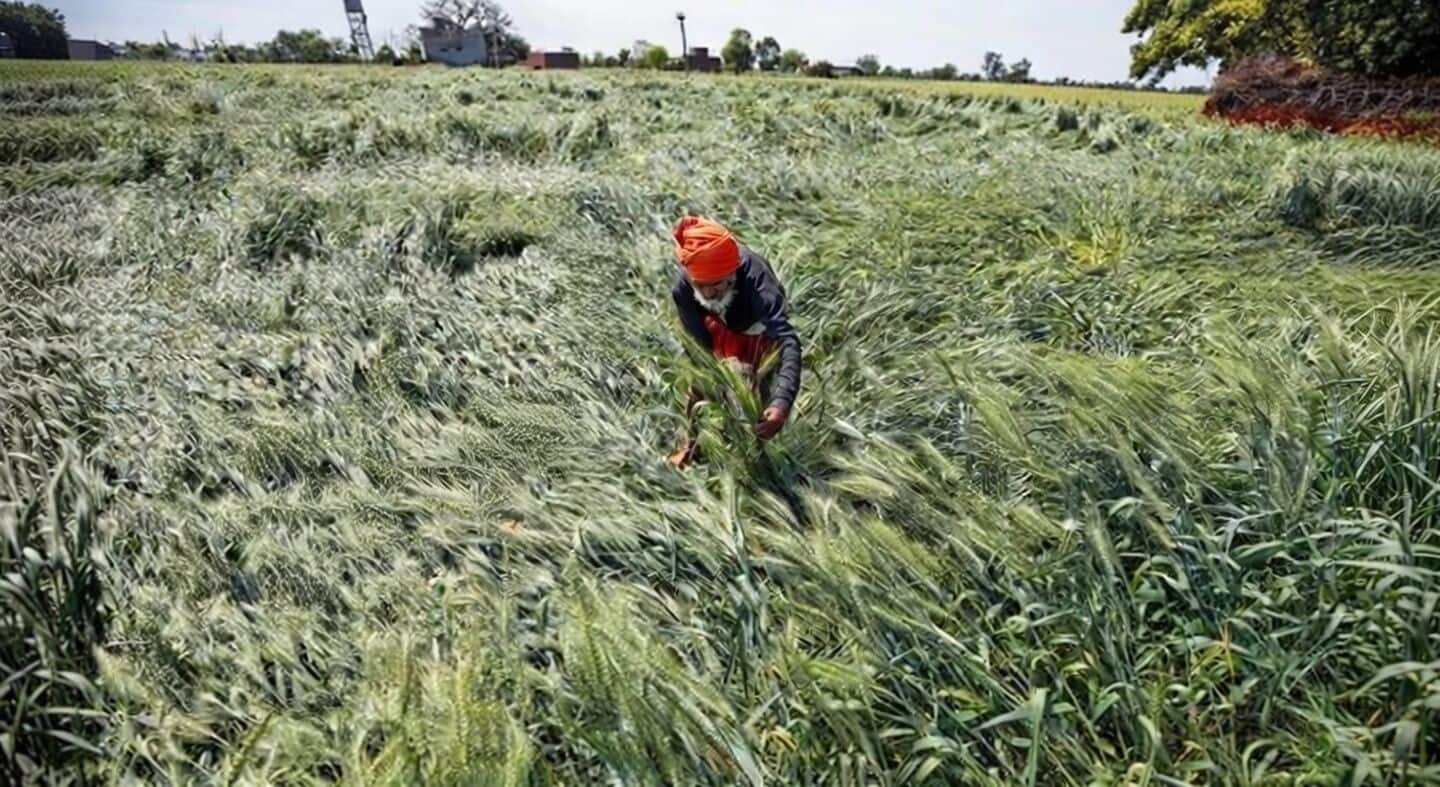Punjab farmers seek ₹70,000 per acre for wheat crop losses