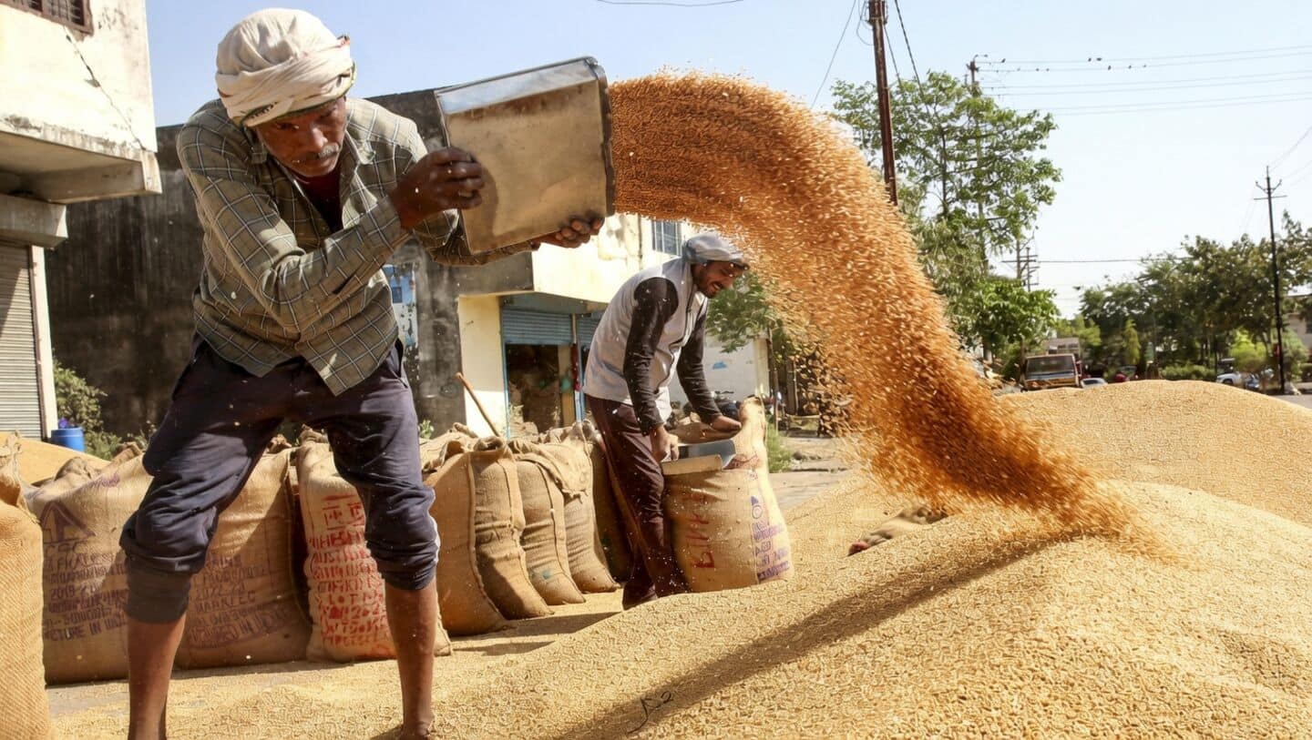 India beats revised wheat procurement target, records 34.99 mt