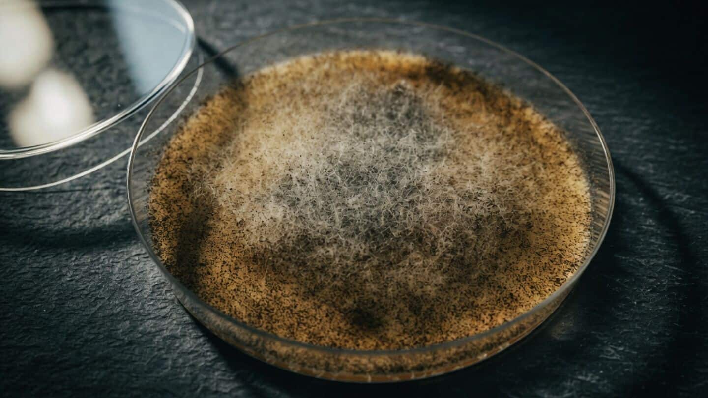 Mucor racemosus fungus reduced radiation harm in mice tests