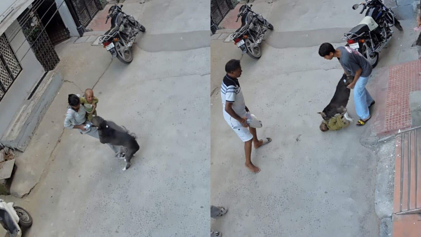 Pit bull badly injures 6 month old baby in Sonipat
