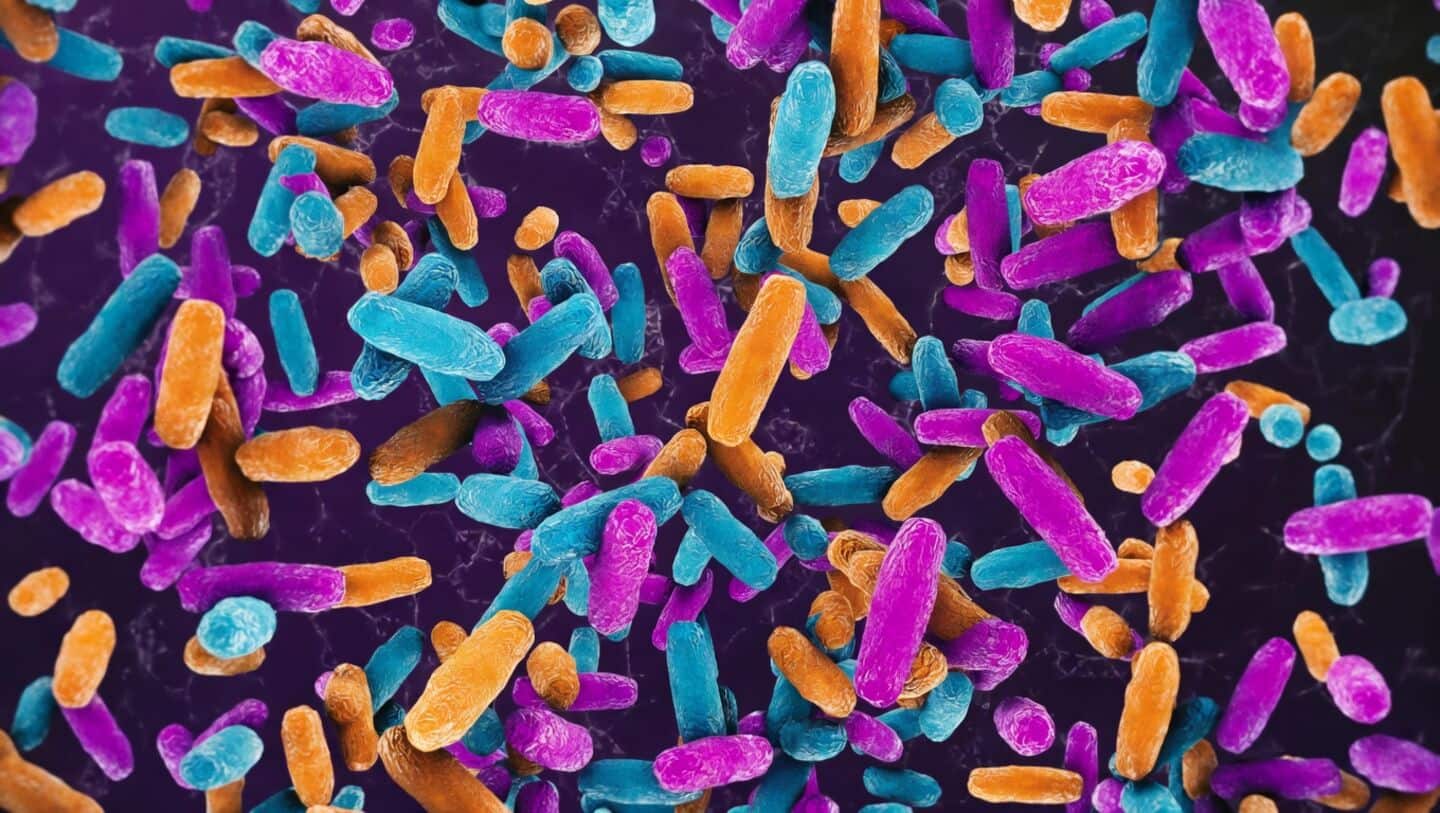 Case Western Reserve links gut bacterial sugars to ALS FTD