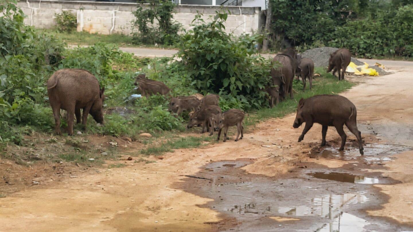 Coimbatore: Tamil Nadu Forest Department culled around 60 wild boars