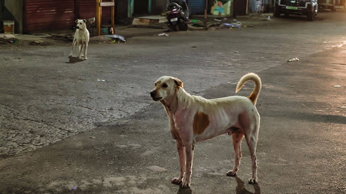 Three-year-old girl badly injured by stray dog in Ujjain district