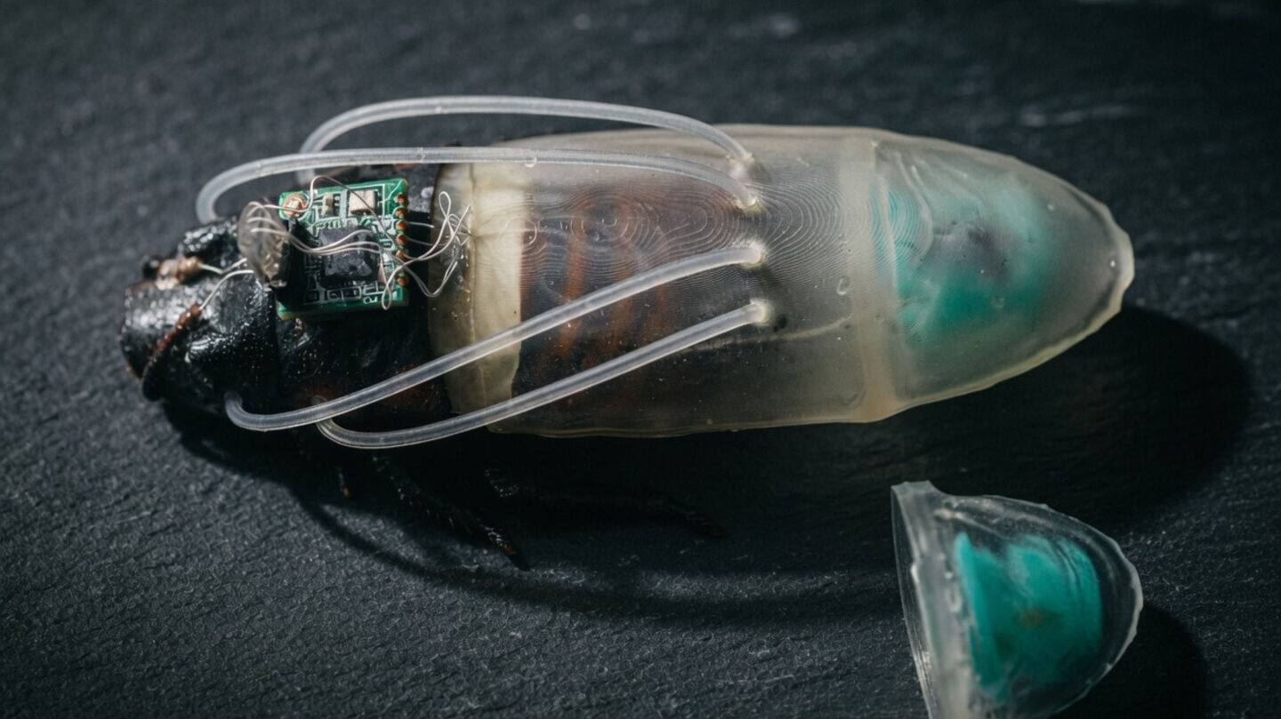 Singapore and Japan scientists 3D-printed scuba suit for cockroaches