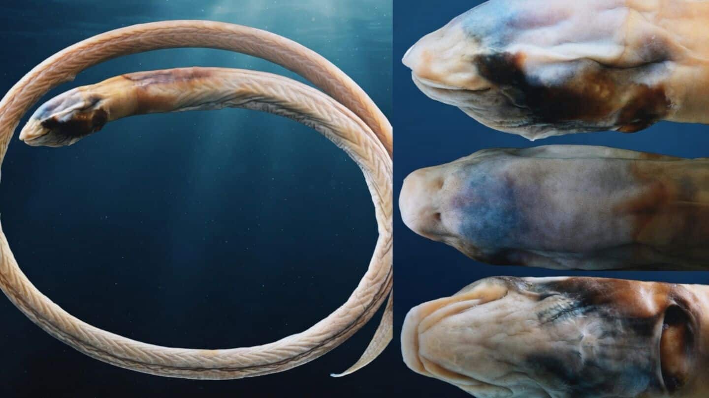 Scientists discover eyeless translucent eel Rakthamichthys anchi in Assam wells
